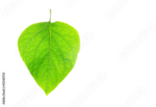 Photo: Isolated leaf on white background Isolated leaf on white background