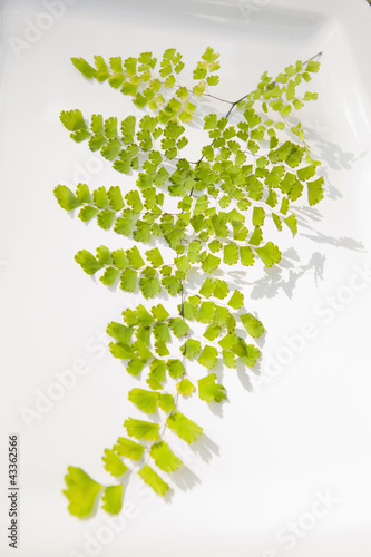 Photo: Delicate Queen Kimberly fern leaf Delicate Queen Kimberly fern leaf
