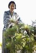 Mixed race man pruning tree wearing Japanese kimono