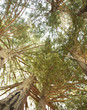 Large, tall trees in forest