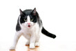 Watchful cat on ledge with copy space