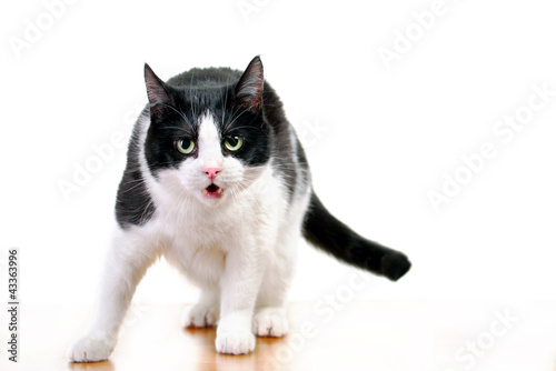 Photo: Watchful cat on ledge with copy space Watchful cat on ledge with copy space
