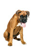 German Boxer puppy (5 month)