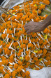 Hand reaching to pick up orange flower