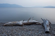 Driftwood on shore of tranquil, remote lake