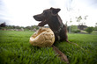 Happy dog sitting in grass with punctured soccer ball