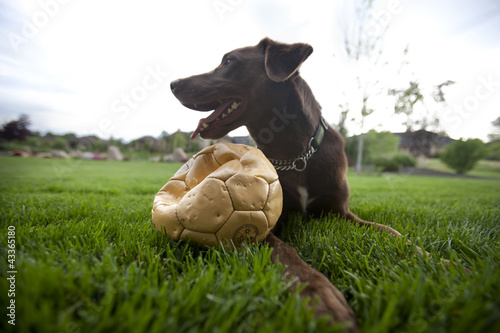 Photo: Happy dog sitting in grass with punctured soccer ball Happy dog sitting in grass with punctured soccer ball