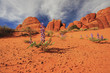 Flowers growing in desert
