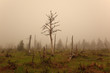 Fog and dead trees in remote area