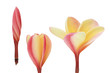 Three blooming plumeria