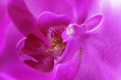 Close up of pink orchid