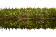 Forest trees reflected in lake