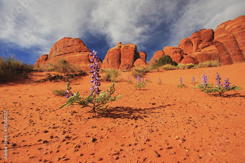 Photo: Flowers growing in desert Flowers growing in desert