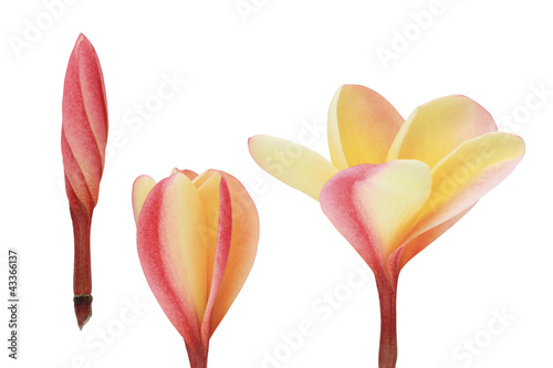 Photo: Three blooming plumeria Three blooming plumeria