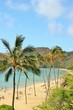 Hanauma Bay palm trees