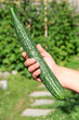 Photo: Large green cucumber Large green cucumber
