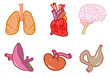 anatomie éléments
