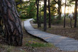 Pine forest at beach with wooden foothpath