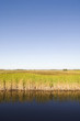 Photo: Water and grass in everglades Water and grass in everglades