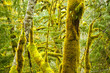 Photo: Moss growing on forest trees Moss growing on forest trees