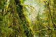 Photo: Moss growing on forest trees Moss growing on forest trees