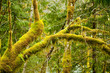 Photo: Moss growing on forest trees Moss growing on forest trees