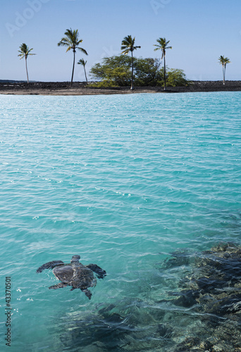 Photo: Turtle swimming in tropical water Turtle swimming in tropical water