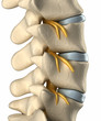 Spinal nervous system - lateral view