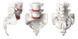 Spine anatomy sacral region - lateral, anterior, posterior