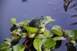 Foto: frosch auf frosch auf