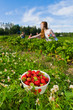 Strawberry field