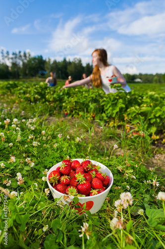 Photo: Strawberry field Strawberry field