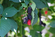 Mulberry-1