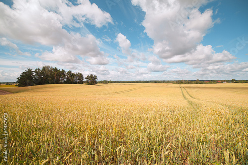 Photo: Ripe wheat. Ripe wheat.