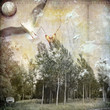 Dark forest