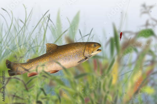 Foto: Fische 142 Fische 142