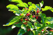 Ripe mulberry on the branches