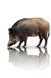 Wildschweine 26