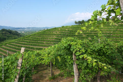 Photo: vigne del Prosecco a Valdobbiadene vigne del Prosecco a Valdobbiadene