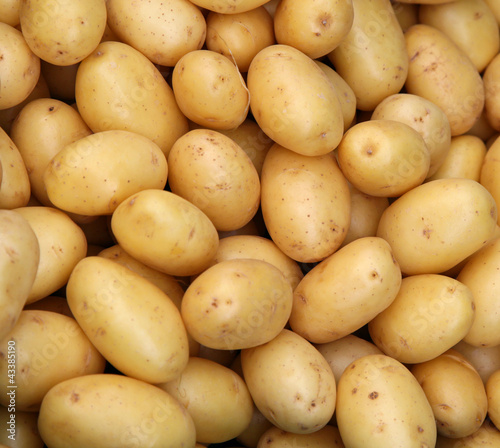 Photo: Young potatoes Young potatoes