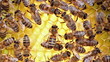 Bees