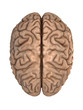 The human brain