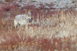 Coyote walking in High grass