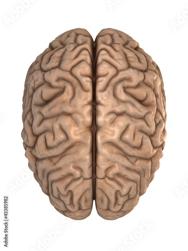 Illustration: The human brain The human brain
