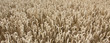 Kornfeld