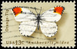USA - CIRCA 1977 Orange Tip
