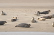 Seehundbank Nordseehalligen