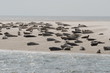 Seehundbank Nordsee