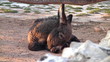 Baby donkey lying on the ground