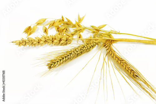 Foto: Getreidesorten, grain Getreidesorten, grain